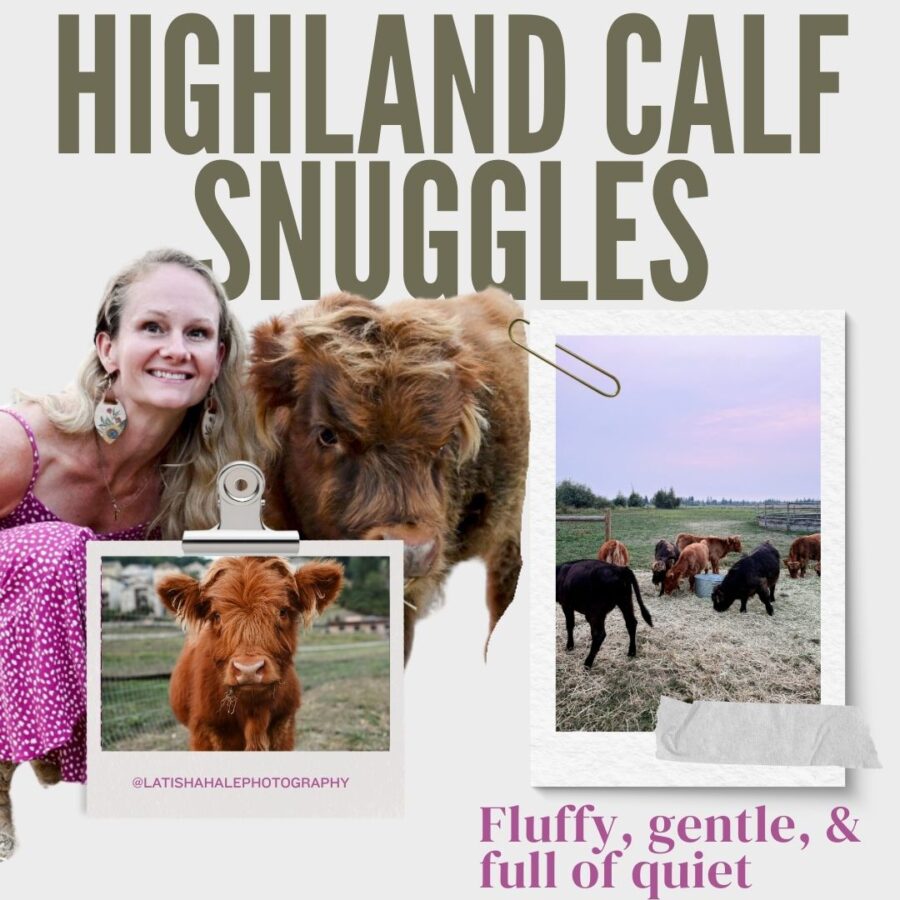 2026 Spring Minis - Highland Calf Snuggles